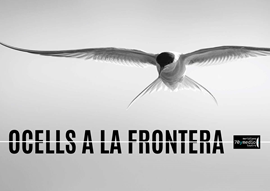 Cicle #MemòriaHistòrica // Ocells a la frontera