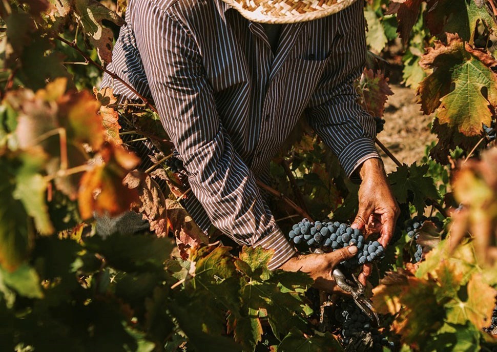  Celler Masroig · Priorat